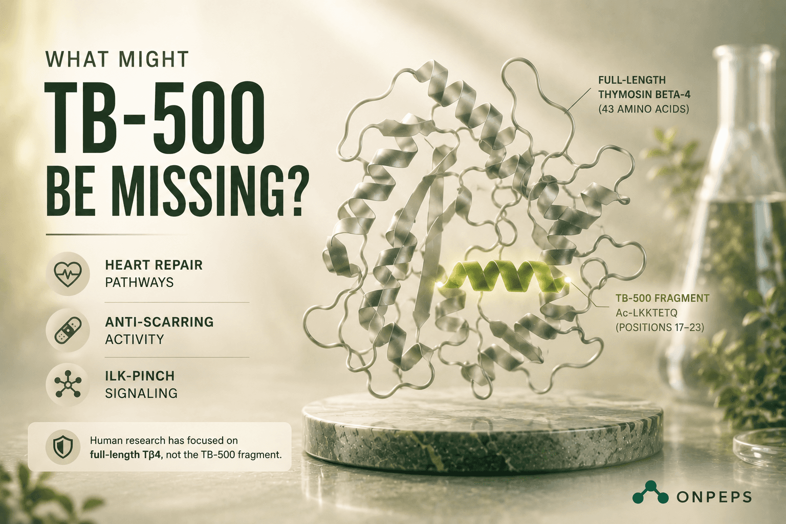 Where Does TB-500’s Human Evidence Actually Come From?